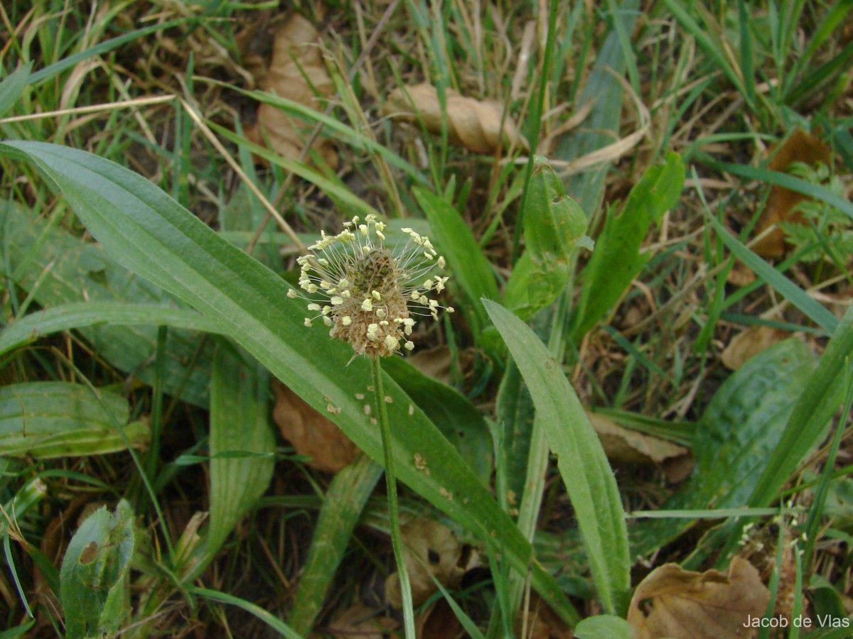 Plantago lanceolata L.